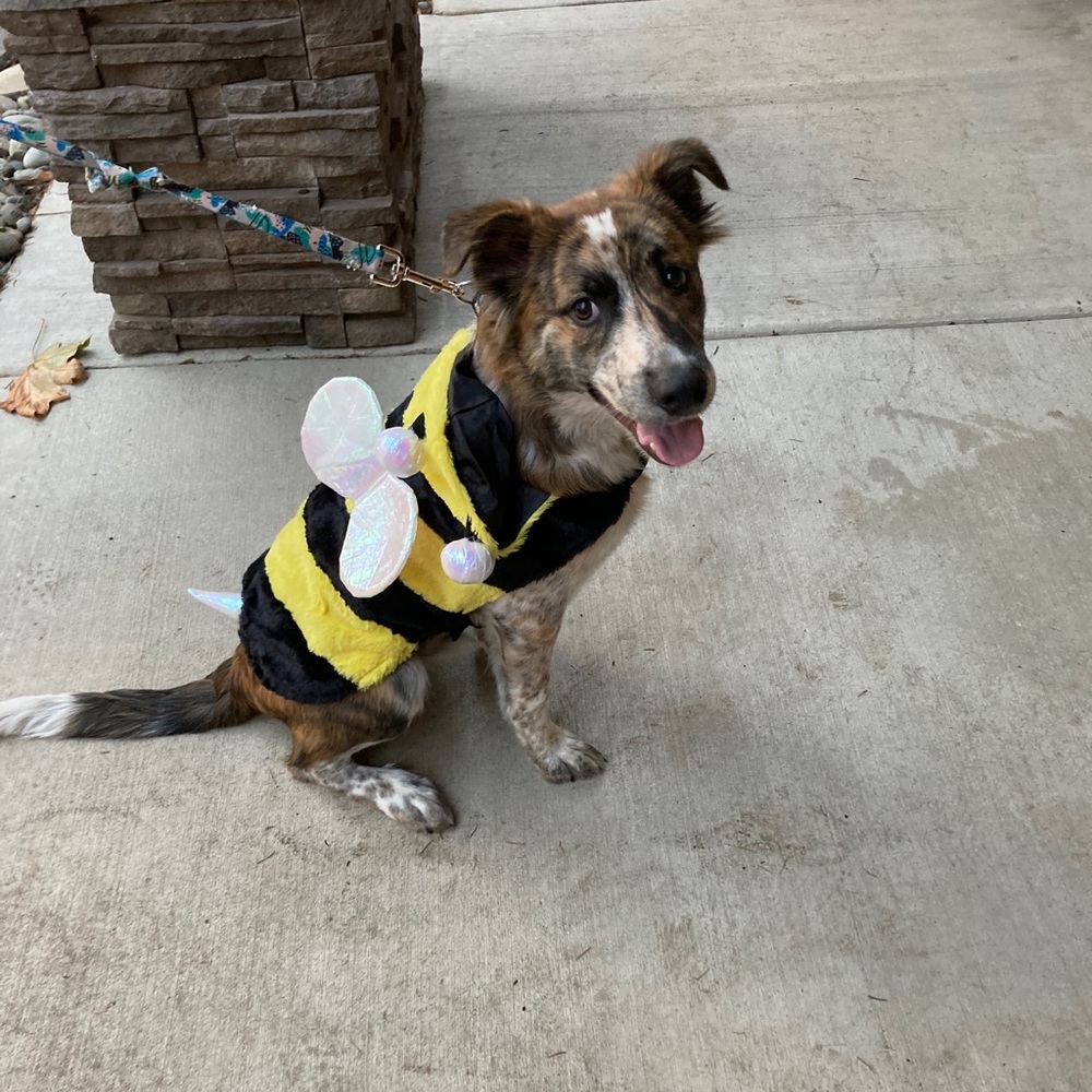 Dog coustume